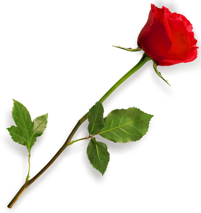 Jump Backgrounds Roseate Soaring Rose PNG