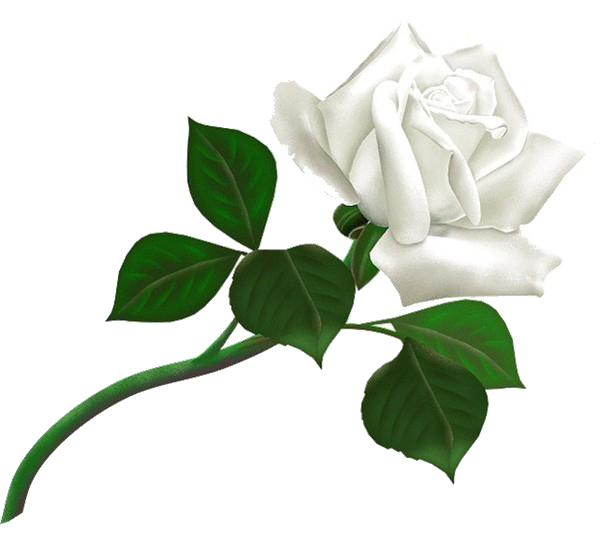 Baby Rose White Red Beauty PNG