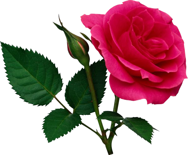 Chromatic Pink Surges Rose Hot PNG