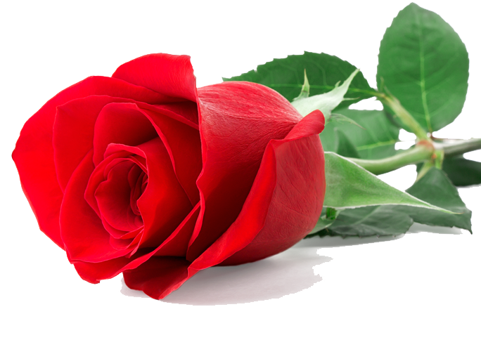 Red Single Roseate Funny Cute PNG