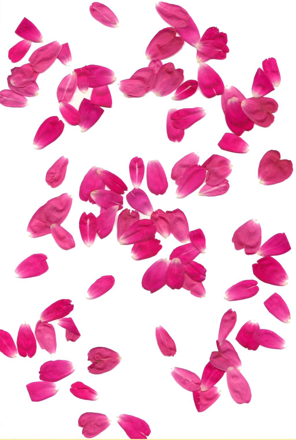 Surge Colored Swag Roseate Natural PNG