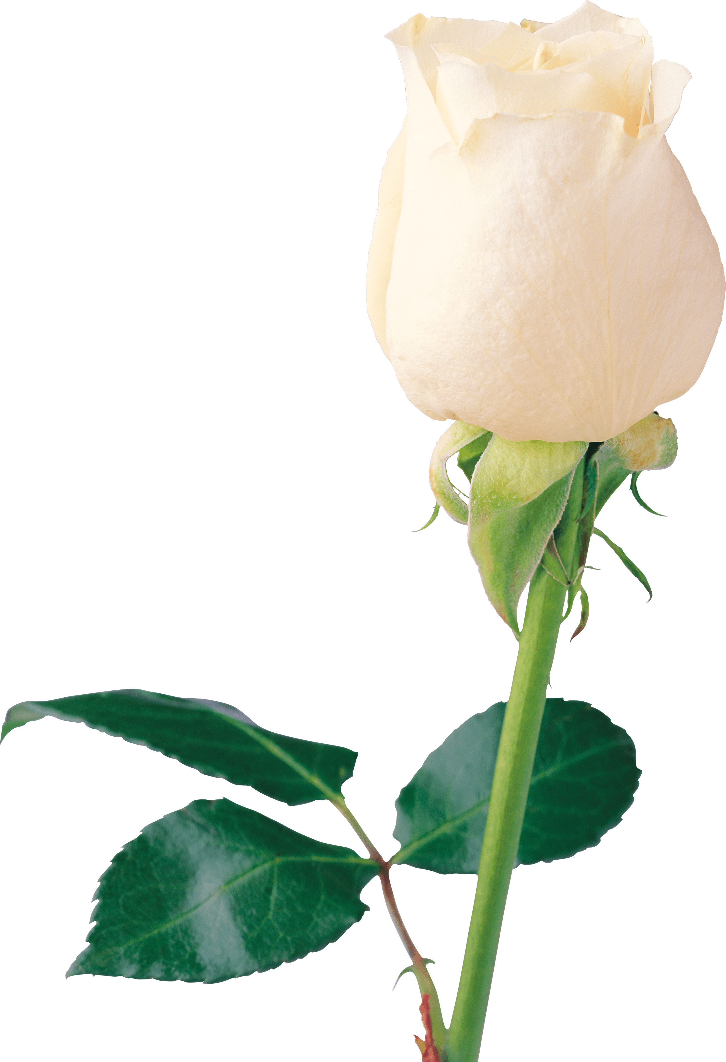 Action White Rose Life Pop PNG