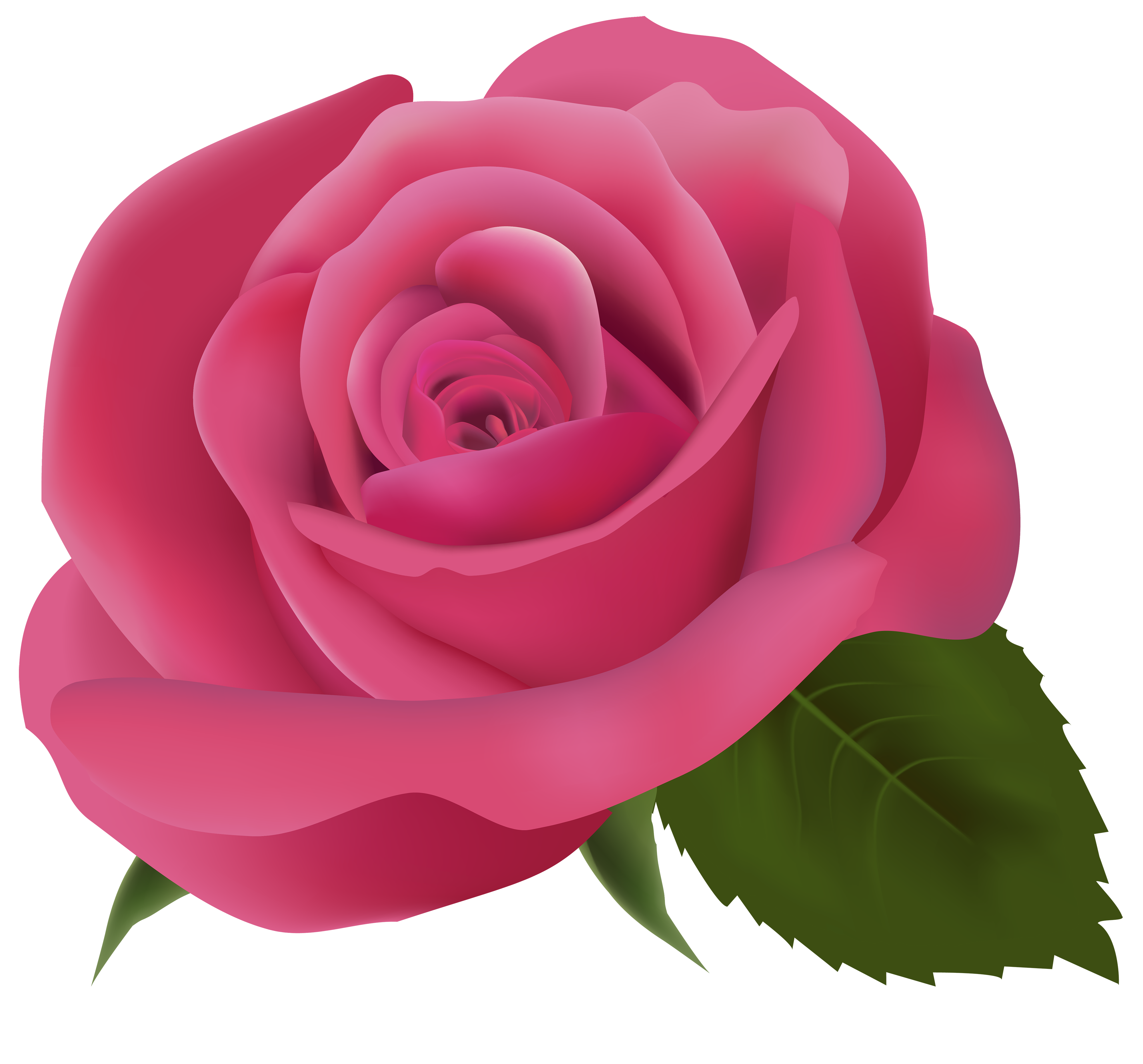 Roseate Rose Surges Pink Chromatic PNG