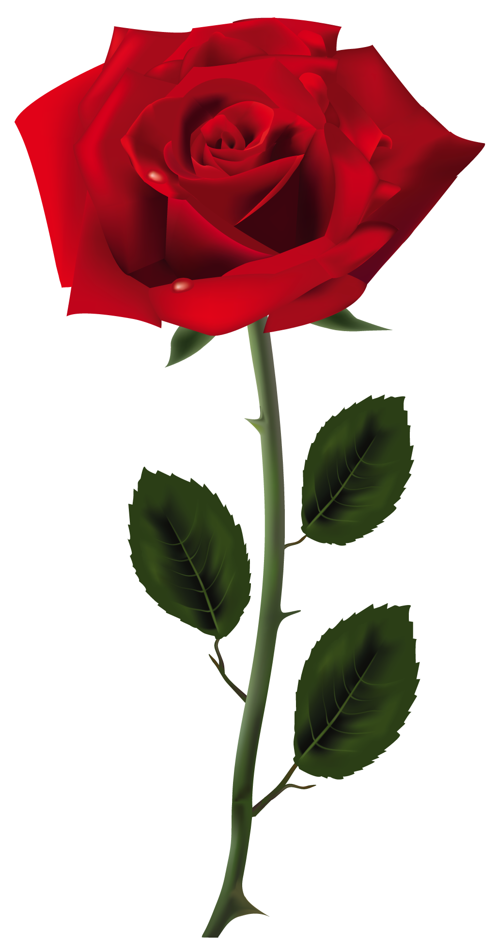 Surges Rose Chromatic Colored PNG