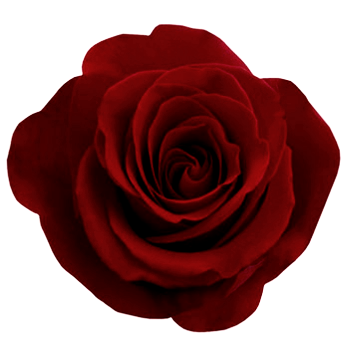 Colored Relax Surge Gothic Rose PNG