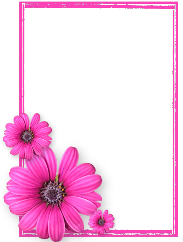 Daisy Flowers Photos8 Pink Rectangle PNG