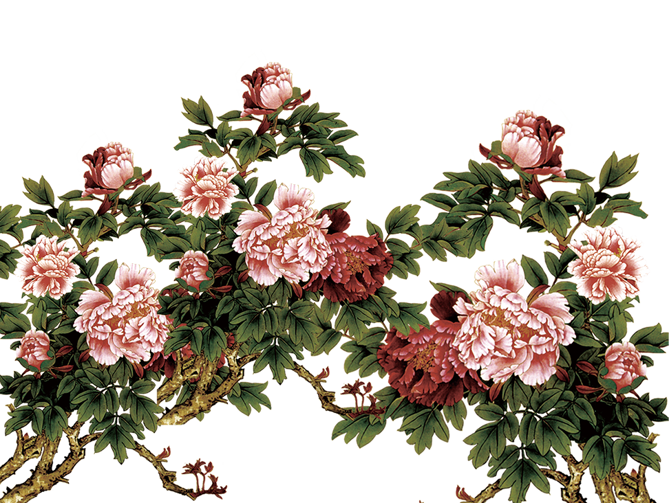 Peony Moutan Jumps Chinese Pink PNG