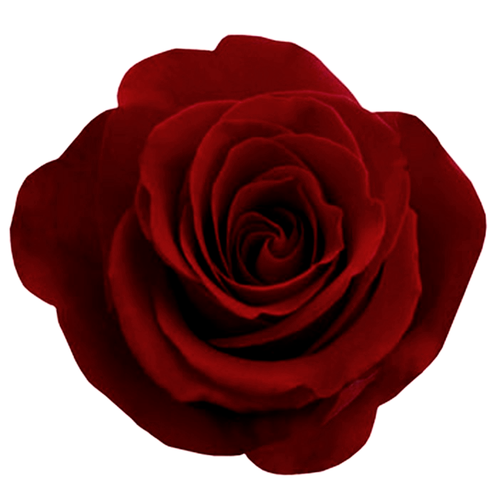 Rose Colored Soaring PNG
