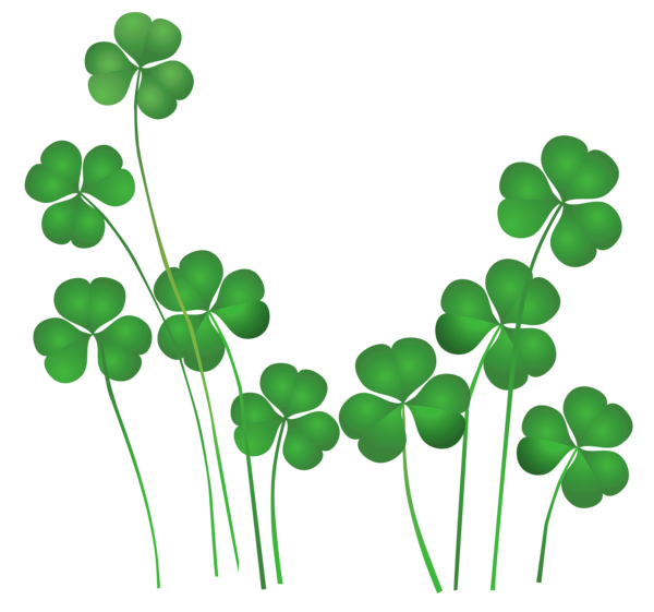 Veneration Patricks Symbol Shamrocks Ireland PNG