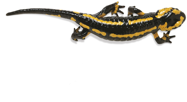 Pets Awesome Tree Salamander Damselfly PNG