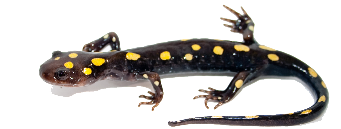 Poker Salamander Kittens Reptile Fauna PNG