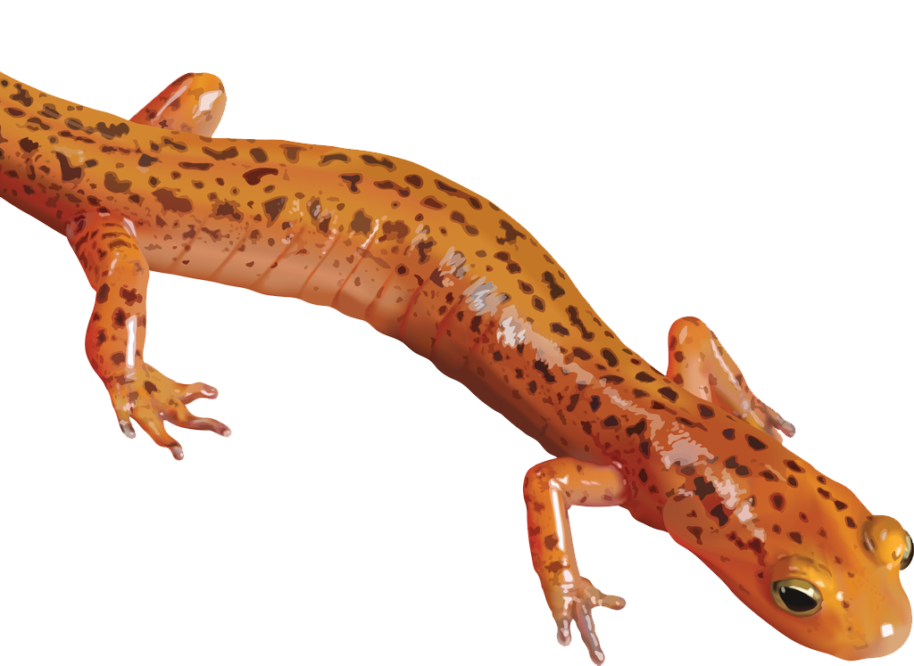 Family Gecko Cheer Fauna Salamander PNG