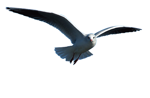 Ocean Petrels Puffins Bird Birds PNG