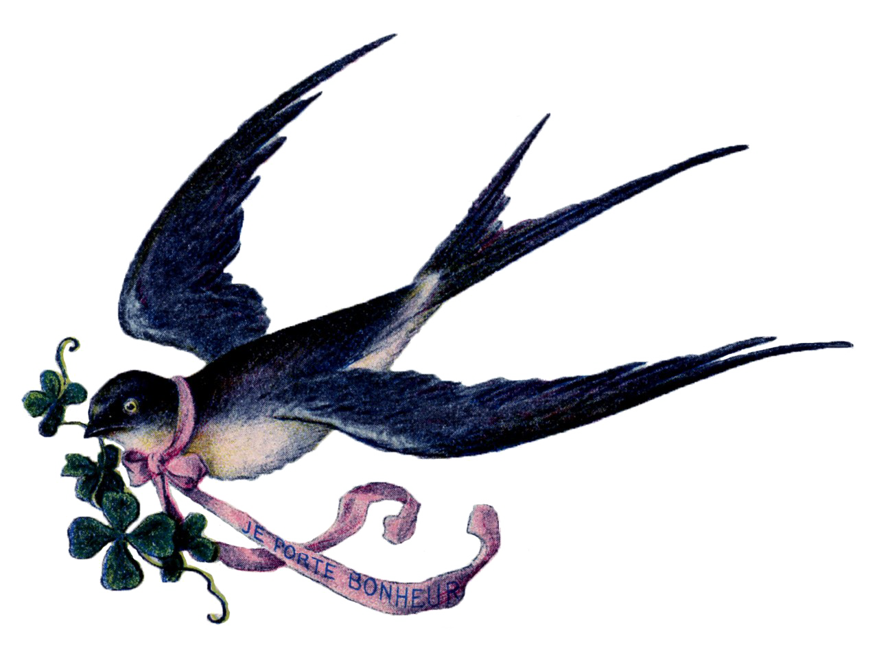 Fairy Shorebird Bird Dolphin Waterbird PNG