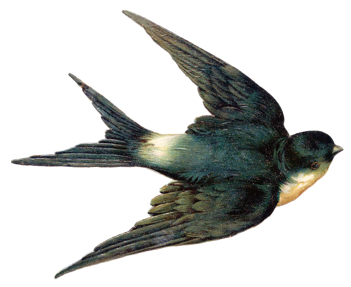 Pelican Whale Bird Fairy Birds PNG