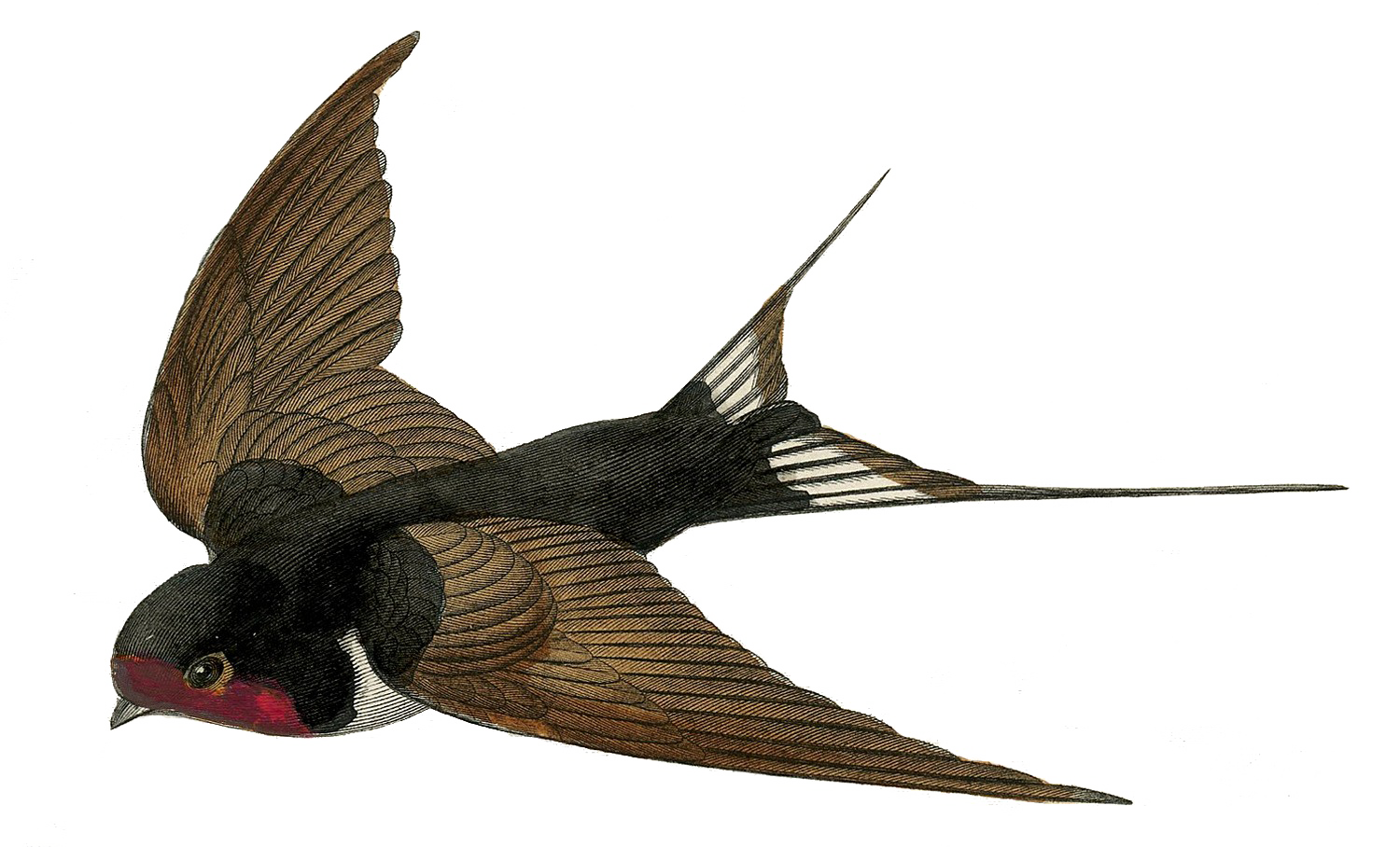 Bird Shorebird Humpback Fairy PNG