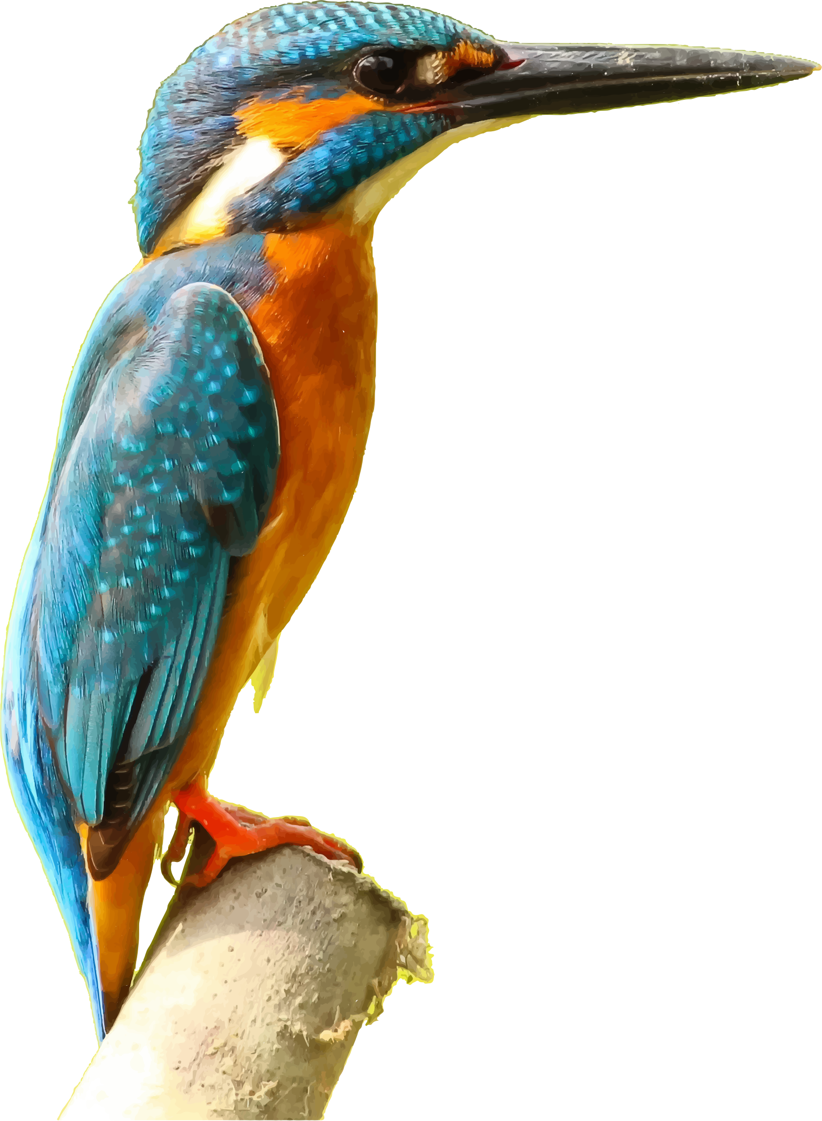 Porpoises Plover Kingfisher Waterbird PNG