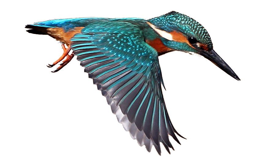 Petrels Kingfisher Humpback Waterbird PNG