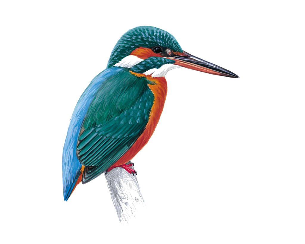 Waterbird Kingfisher Bird Porpoises PNG