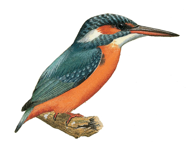 Kingfisher Seagull Otter PNG