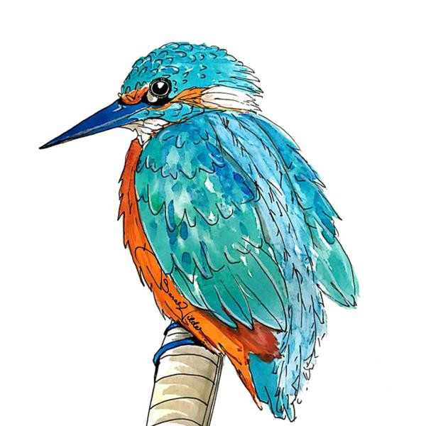 Seagull Kingfisher Gull Rookeries Whale PNG