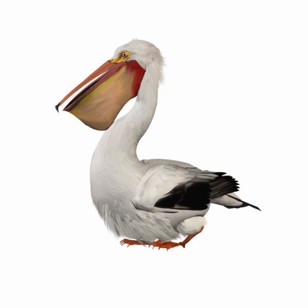 Porpoises Pelican Dolphin Waterbird Plover PNG