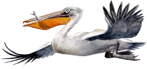 Sea Pelican Otter Birds PNG
