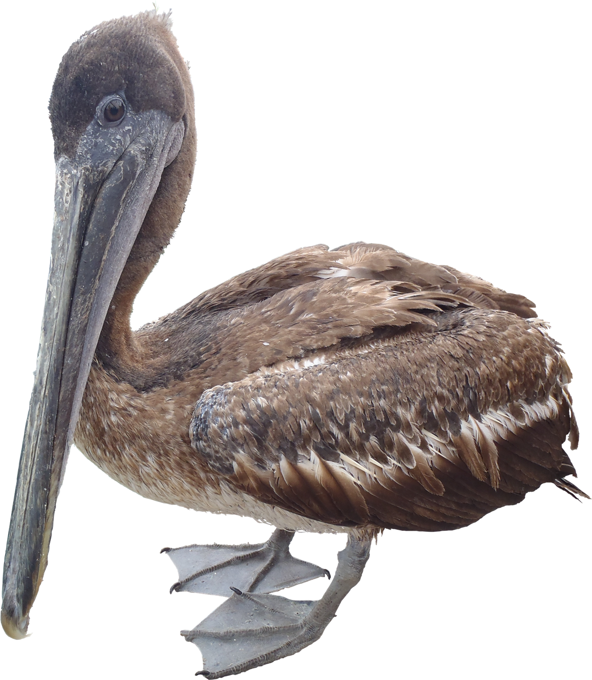 Humpback Raptor Pelican Sea PNG