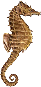 Dragonfly File Seahorse Reptile Adorable PNG