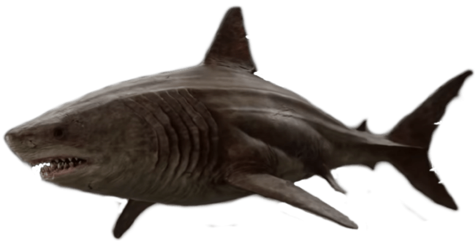 Predator Megalodon Aquatic Swordfish Animals PNG