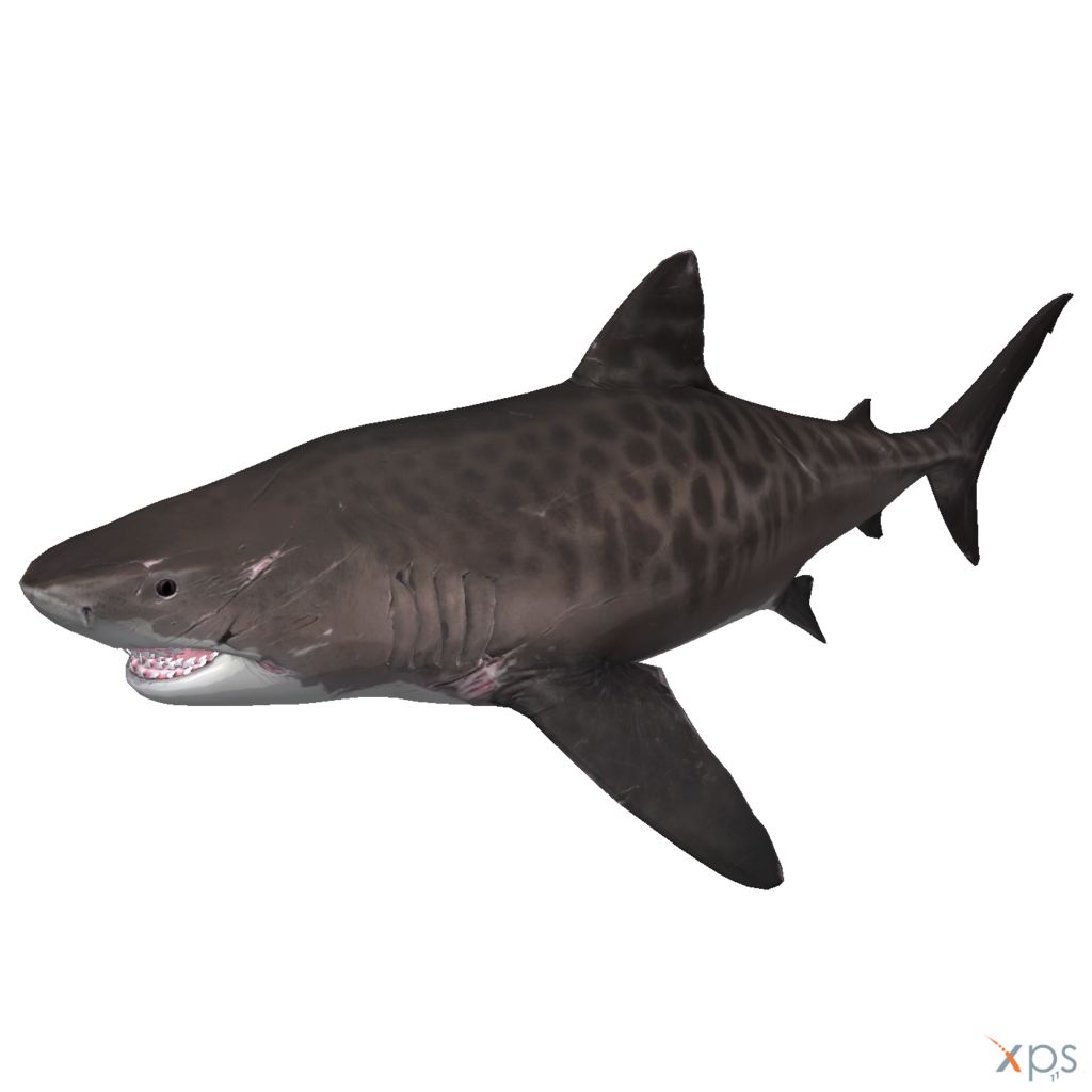File Predator Piranha Marlin Shark PNG