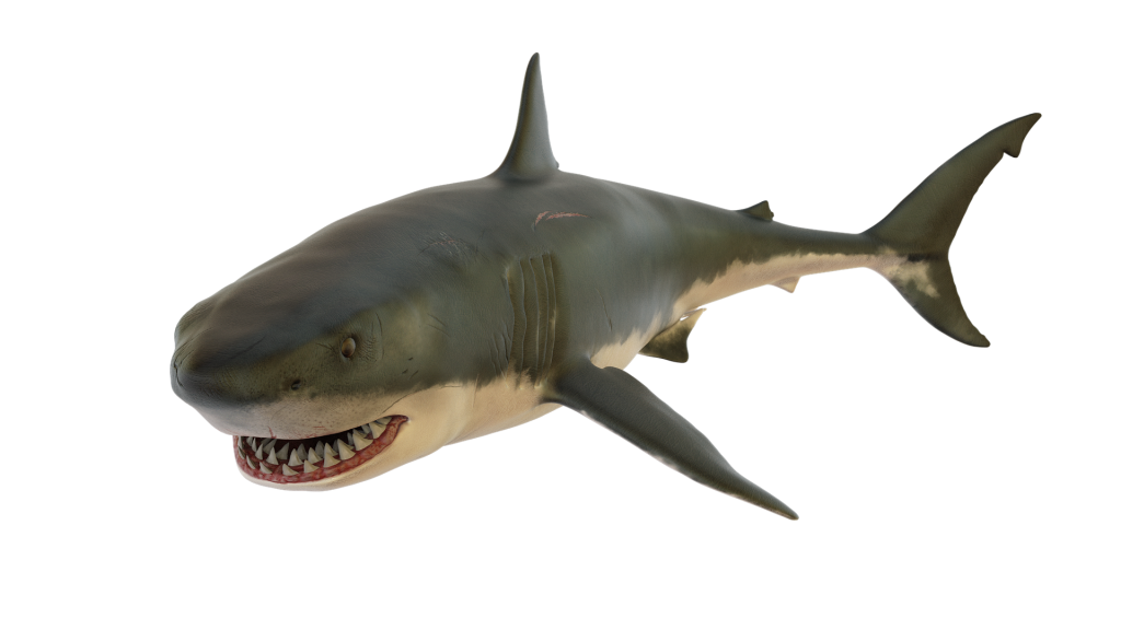 Megalodon Jellyfish Dogfish Usurer Prey PNG