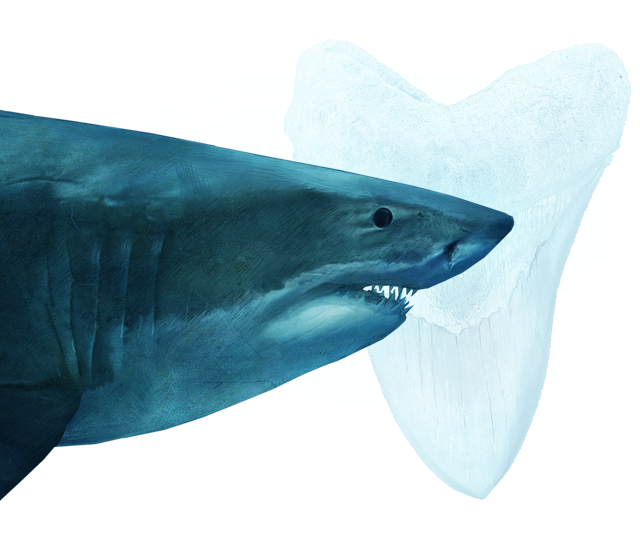 Hammerheads Face Creature Whale Crocodile PNG