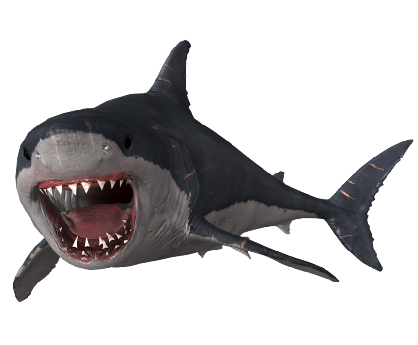 Peregrine Megalodon Face Animals Humpback PNG