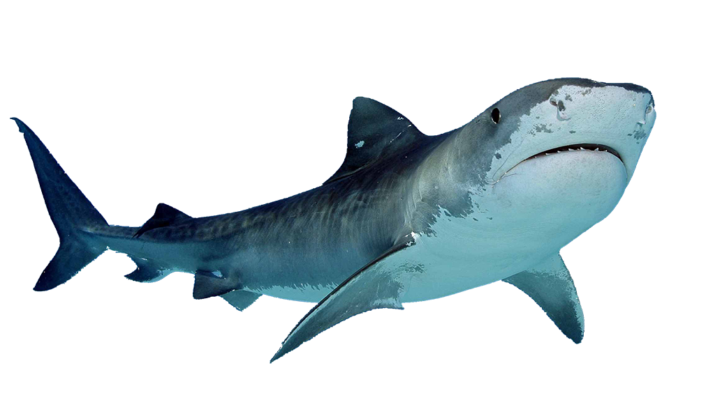 Weasel Sturgeon Megalodon Animals Quality PNG