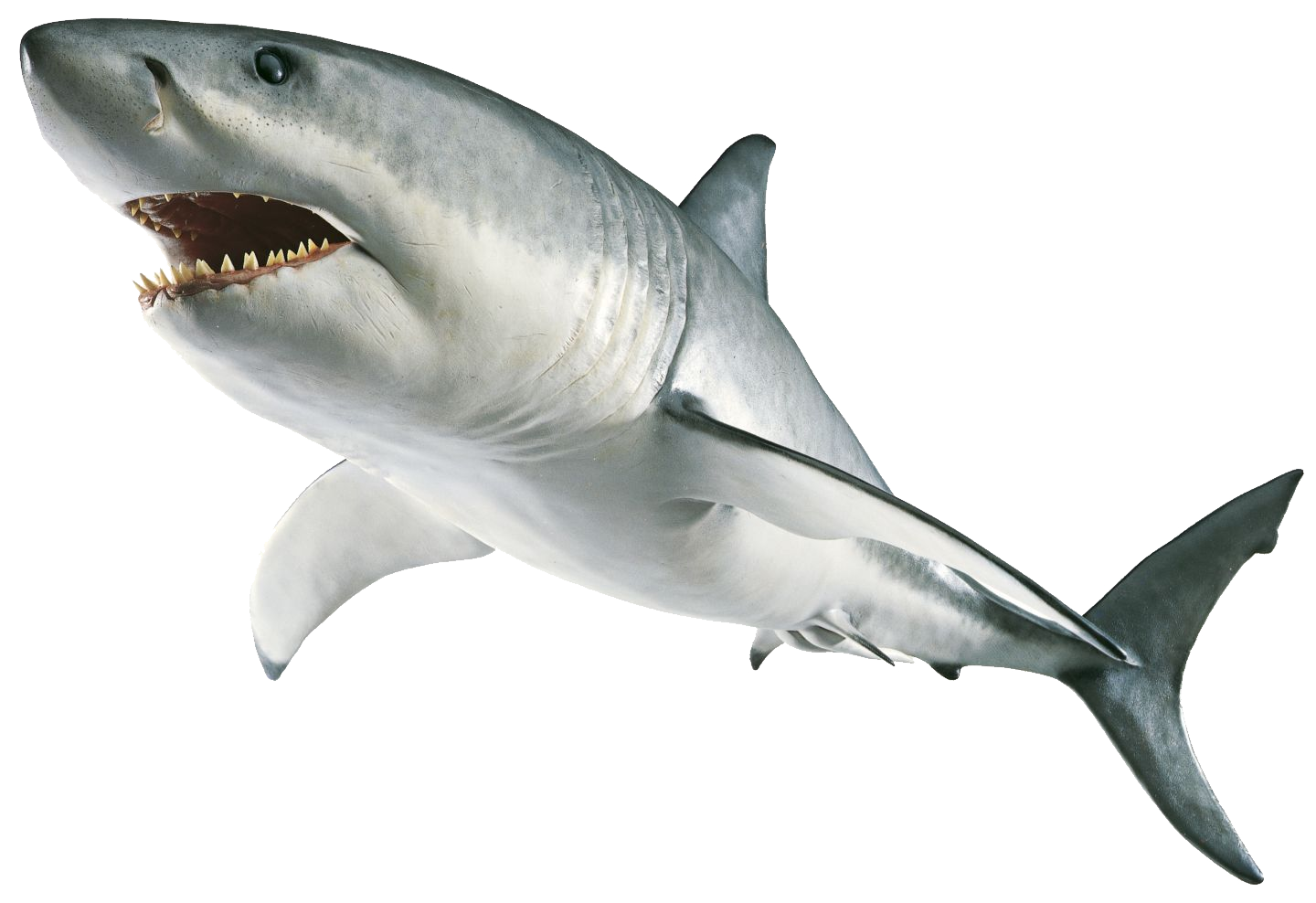 Shark Sturgeon Creature Marlin Stingray PNG