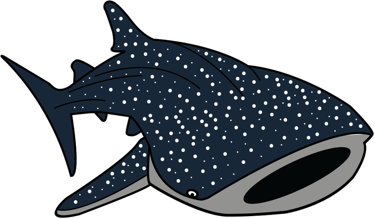 Shark Mammal Nemo Animals Whale PNG
