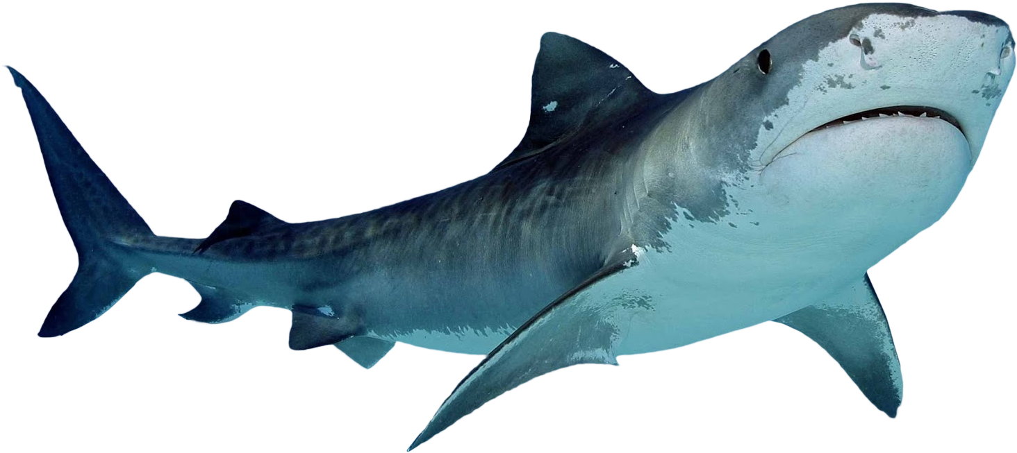 Hammerheads Sturgeon Shark Usurer Whale PNG