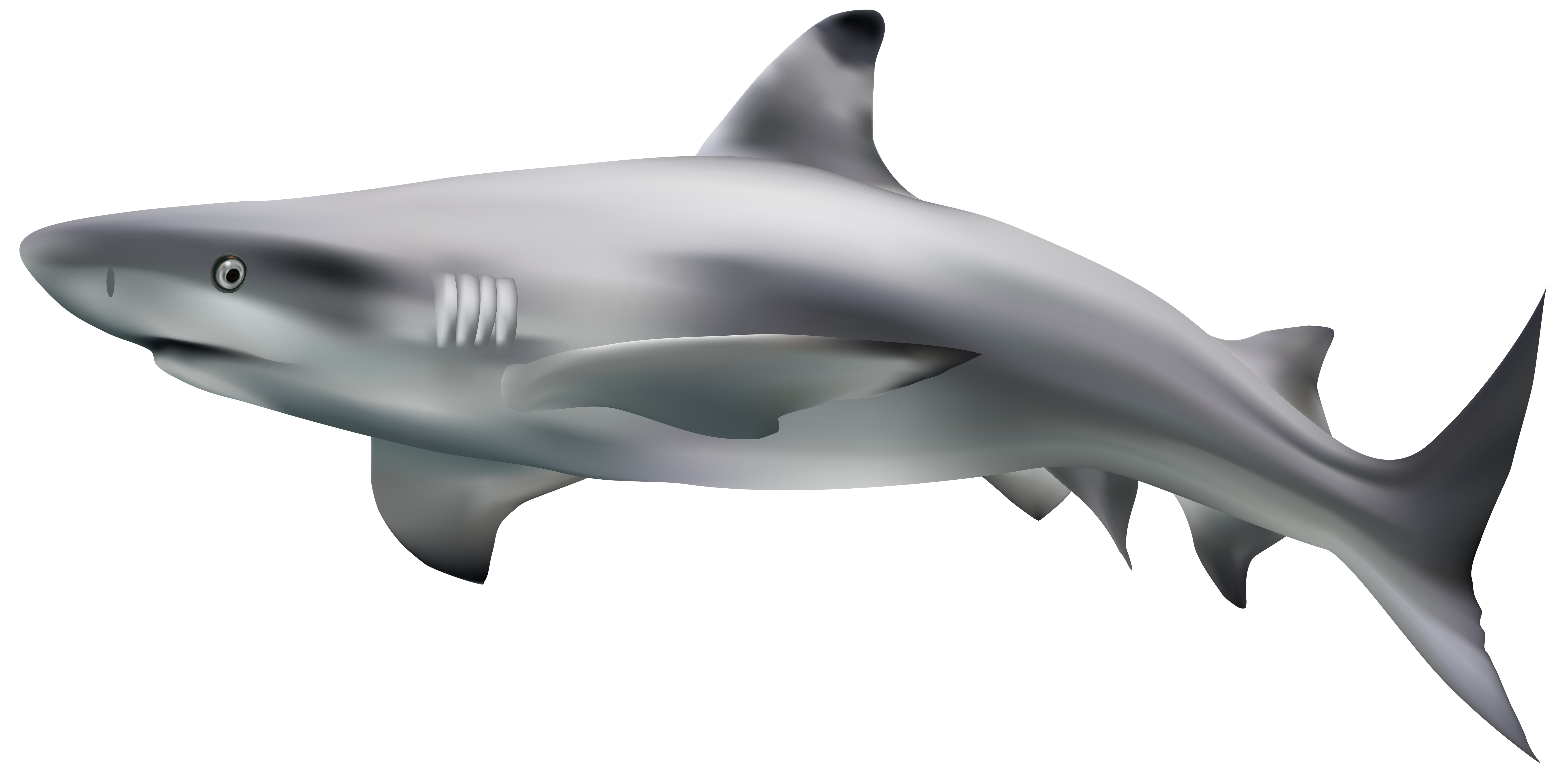 Hammerheads Tiger Shark Usurer Real PNG
