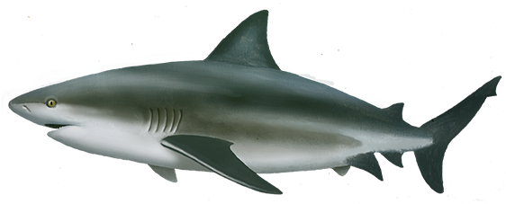 Shark Real Fish Cetacean Moneylender PNG