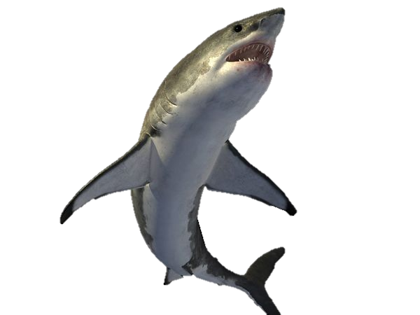 Great Humpback Shark Dogfish Animals PNG