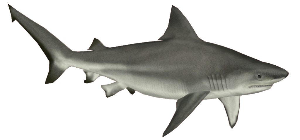 Real Peregrine Animals Shark Gator PNG