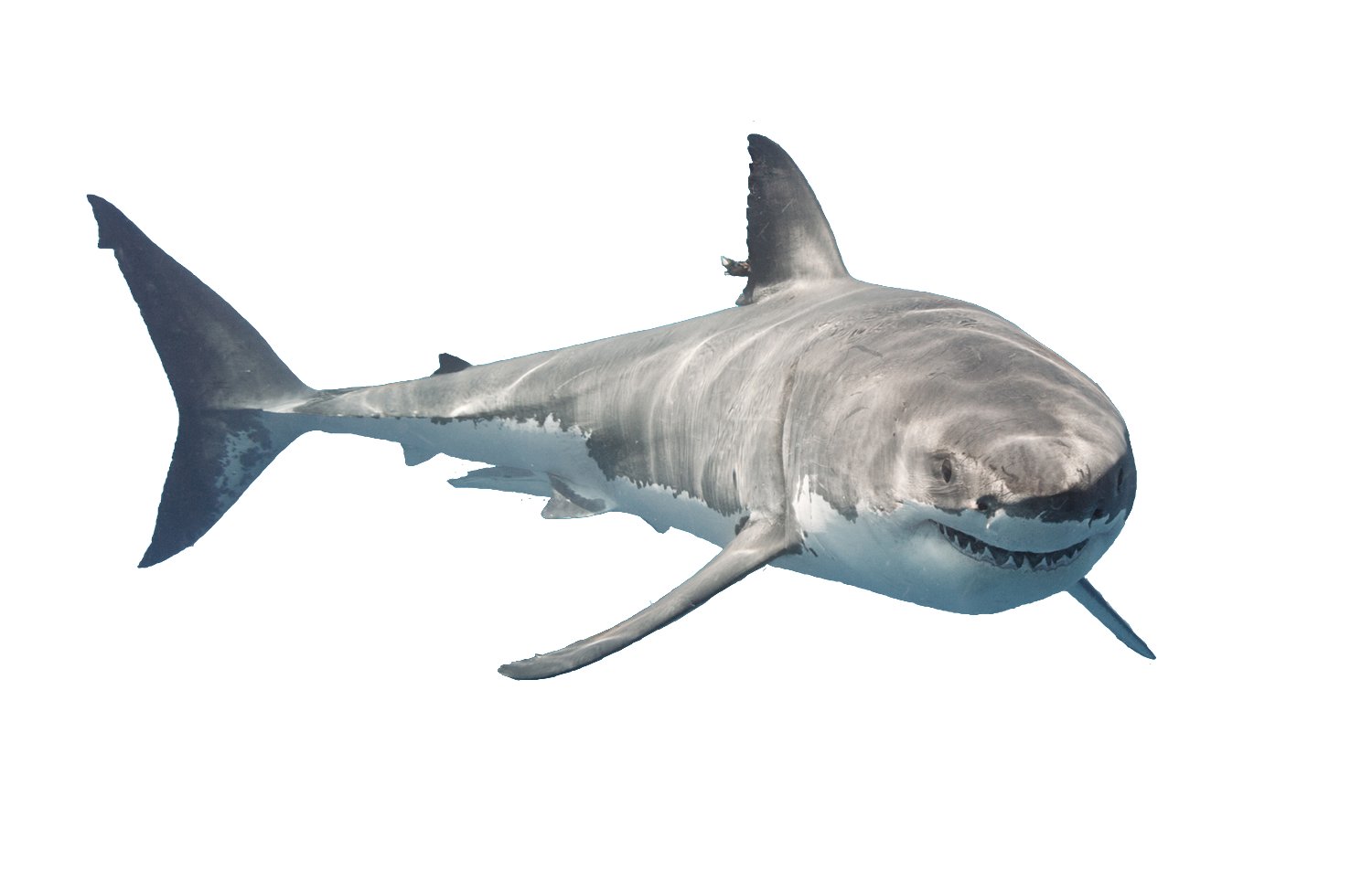Real Cetacean Shark Whale Swordfish PNG