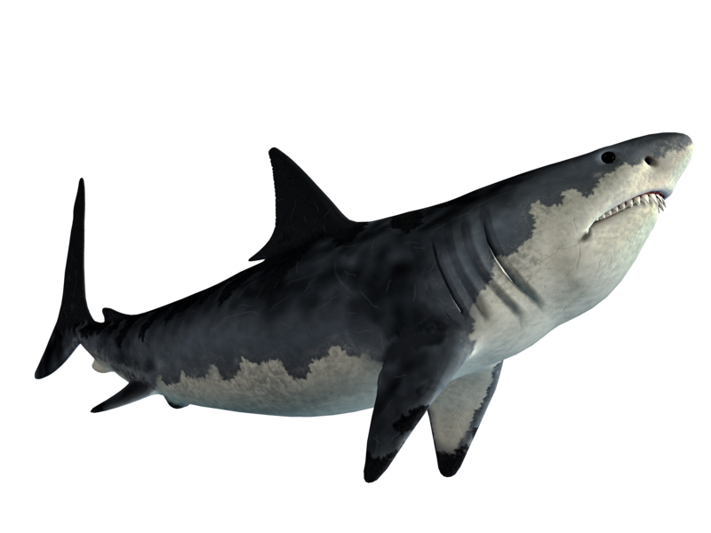 Gator Shark Usurer Whale Porpoise PNG