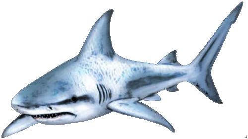 Shark Real Predator Animals Manatee PNG