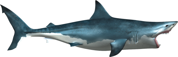 Peregrine Shark Kitty Planet Animal PNG