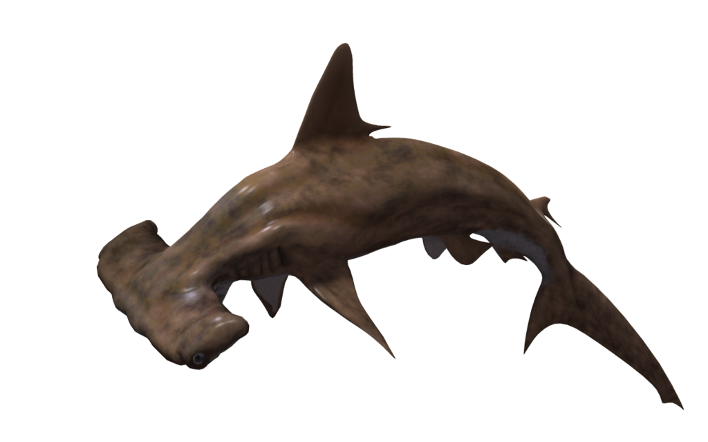 Ocean Peregrine Shark Usurer PNG