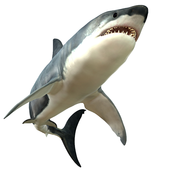 Flora Weasel Shark Life Dolphin PNG