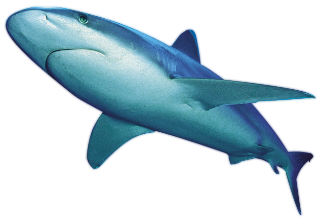 Awesome Shark Peregrine File Furry PNG