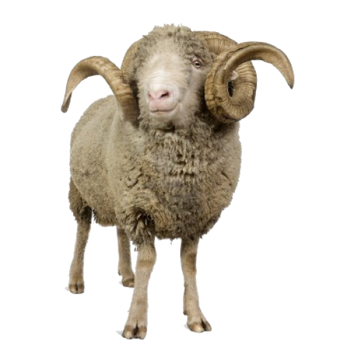 File Sheep Horse Furry Lamb PNG